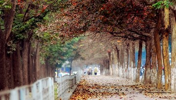 Doanh nghiệp tư nhân muốn chi tiền cứu hàng cây phố Kim Mã