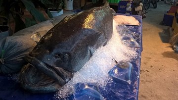 Cá mú “khủng” 160 kg về Sài Gòn