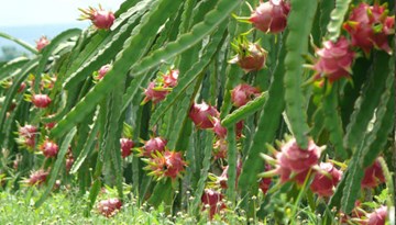 Long An: Thương lái Trung Quốc thu mua ồ ạt hoa thanh long