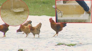 Ủng bẩn, gà đàn tung tăng 