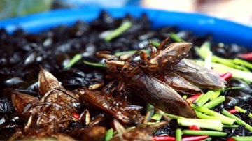 Nguy kịch vì ăn nhầm côn trùng có độc