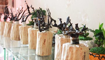 Nấm linh chi bonsai: Tận mắt loại cây cảnh siêu độc chơi Tết