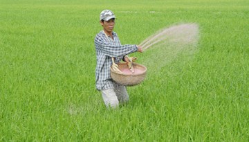Không sử dụng xi măng bón lúa
