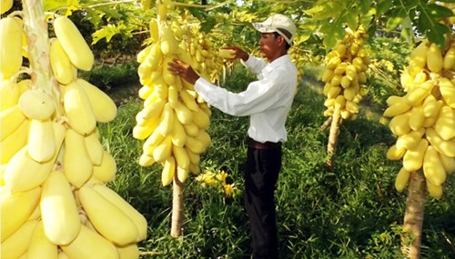 Ngắm vườn đu đủ vàng trăm triệu ở miền Tây