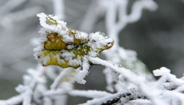 Du khách thích thú ngắm tuyết rơi trắng xóa Mẫu Sơn