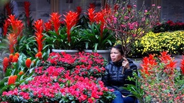 Lung linh chợ hoa đêm vào mùa Tết