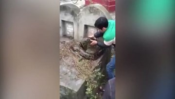 Giải cứu trăn khủng bị kẹt đầu do chui vào mộ tránh rét