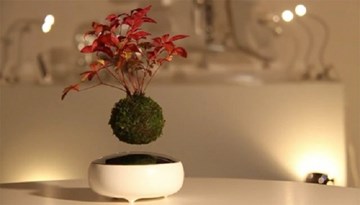 Cả thế giới phát sốt với Bonsai biết bay