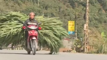 Người dân chở cỏ từ Lào Cai lên Sa Pa cứu đói cho gia súc