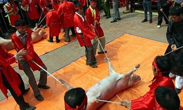 Làng Ném Thượng sẽ không chém lợn trong lễ hội