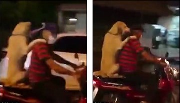 Chú chó ngồi xe máy cầm ô giúp khiến dân mạng phát sốt