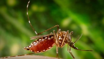 Virus Zika làm teo đầu trẻ em rất dễ tấn công Việt Nam