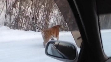 Tài xế sửng sốt khi thấy hổ “chặn đường”, đuổi theo