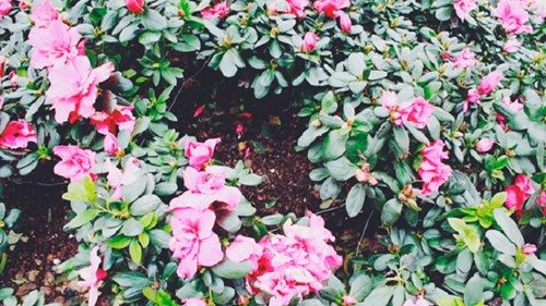 Lý do những chậu hoa ven hồ Hoàn Kiếm 