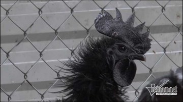 Giống gà siêu đắt, 1 triệu đồng/quả trứng