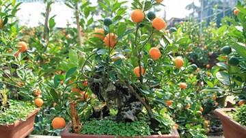 Thú chơi quất bonsai ngày Tết