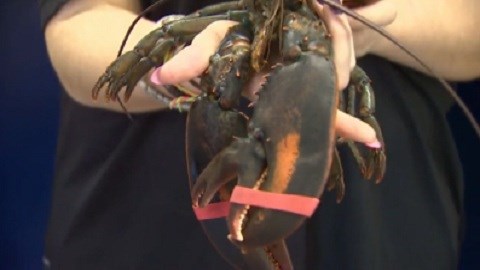 Tôm hùm ba càng cực hiếm sập bẫy người dân Canada