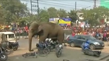 Ấn Độ: Voi lạc nổi giận phá hủy hàng trăm nhà dân