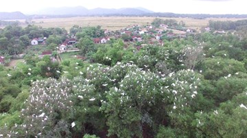 Mục sở thị vườn cò 