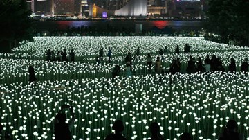 Ngày Valentine: 25.000 bông hồng rực sáng cảng Hong Kong