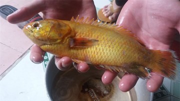 Cá rô vàng hiếm gặp được trả giá 10 triệu đồng