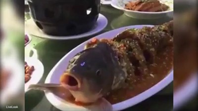 Kinh ngạc cá đã nấu chín trên đĩa sống lại sau khi uống rượu