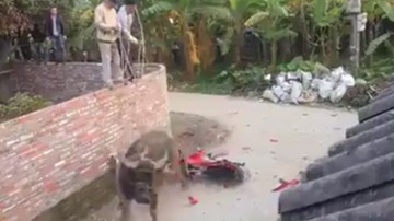 Clip trâu nổi điên phá xe máy tan nát