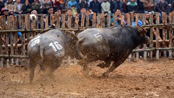 Vạn người dõi theo miếng đánh 