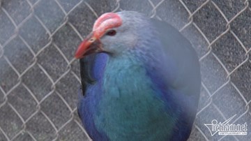 Con xít trong bài hát “Trống cơm” là con gì?