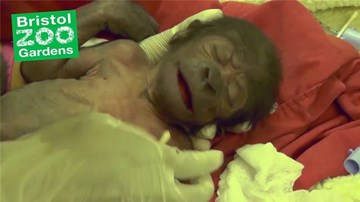 Ca mổ hiếm lấy khỉ đột con ở sở thú Anh