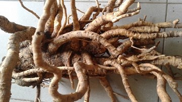 Tác dụng khó ngờ khi sử dụng củ đinh lăng đúng cách