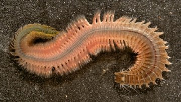 Giun 'lạ' dài hơn 1m nằm trong bể cá