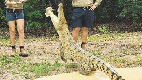 Cá sấu 