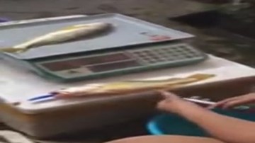 Kinh hoàng bơm chất lạ vào bụng biến cá chết thành tươi