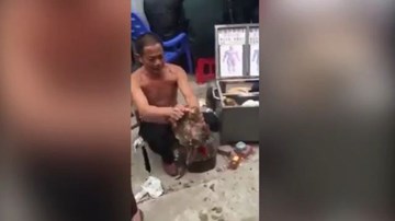 Gà bị bẻ gãy chân bỗng đứng dậy chạy nhờ được bôi ‘thần dược’?