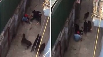 Hà Nội: Bốn con chó dữ lao vào cắn xé chủ trọng thương