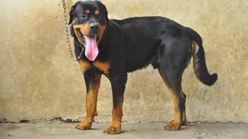 Vụ 4 chó “tây” cắn chủ: Chuyên gia huấn luyện chó lên tiếng