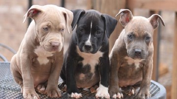 Nuôi chó nghìn đô hay nuôi hiểm họa?