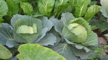 Tác dụng 