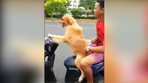Chú chó lái xe máy chở chủ đi chơi