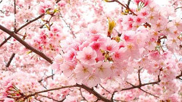 Người dân Hà Nội háo hức ngắm hoa anh đào Nhật Bản