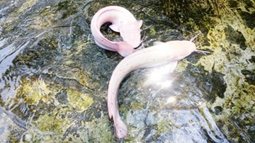 Cá trê bạch tạng giá bạc triệu: Sinh viên nghèo mua về om dưa