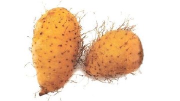 Công dụng chữa bệnh, giải độc khó tin của củ từ