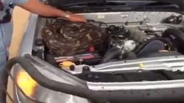 Chủ xe chết khiếp khi thấy trăn dài ba mét dưới nắp capô