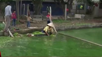 Yêu cầu Hưng Yên kiểm tra tình trạng rửa rau bằng nước bẩn