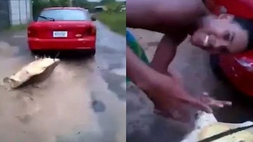 Rùa quý khổng lồ bị kéo sau ô tô gây phẫn nộ