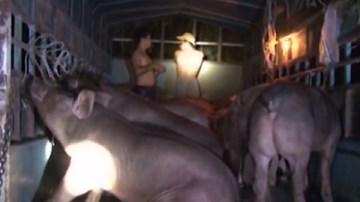 Bắt quả tang chủ trại tiêm thuốc an thần cho heo