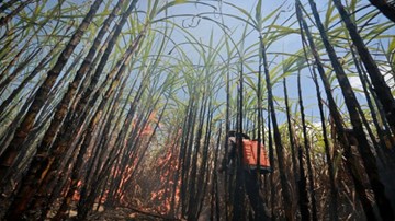 Cháy rẫy mía, một người tử vong