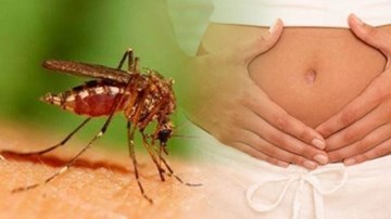 6 điều cần biết ngay về vi-rút Zika