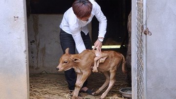 Nghệ An: Đổ xô đi xem bê con sinh ra có 7 chân